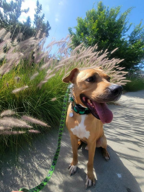 adoptable Dog in San Diego, CA named Buddy