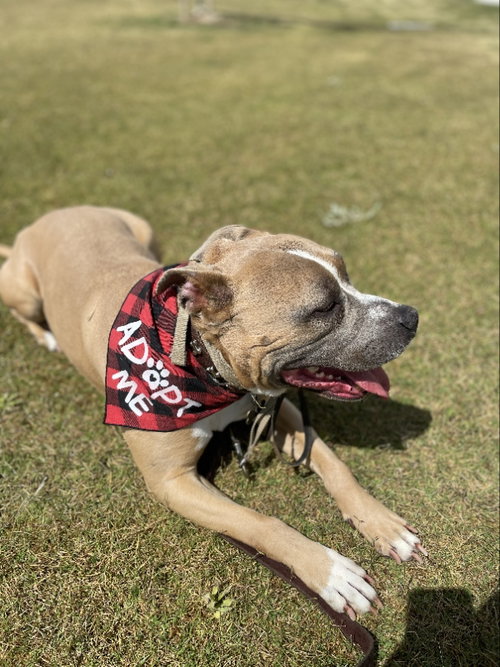 TONY - American Staffordshire Terrier / American Pit Bull Terrier available for adoption