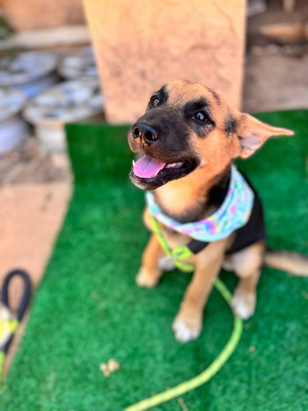 adoptable Dog in San Diego, CA named Ruby