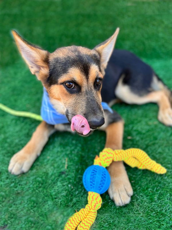 adoptable Dog in San Diego, CA named Brows