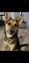 adoptable Dog in  named Macchiato