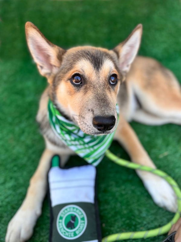 adoptable Dog in San Diego, CA named Bear