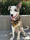 adoptable Dog in San Diego, CA named Jackson