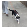 Molly - Photo 8