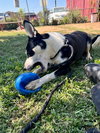 Molly - Photo 4