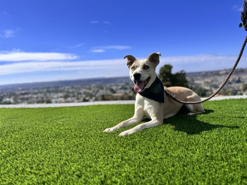 STEVIE LICKS - American Pit Bull Terrier / Husky available for adoption