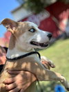 Stevie Licks - Photo 9