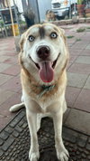 Luna - Photo 3