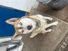Luna - Photo 2
