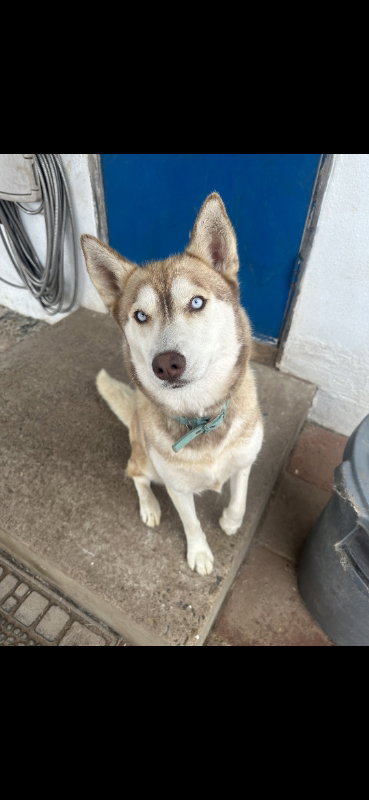 LUNA - Husky available for adoption