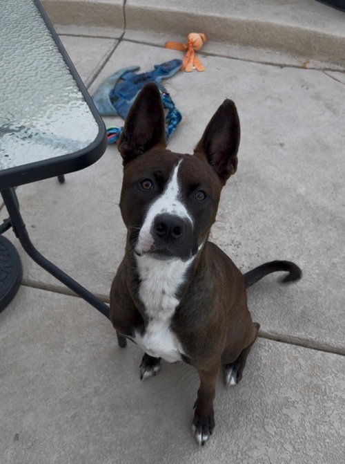 BAKER - Boston Terrier / American Pit Bull Terrier available for adoption