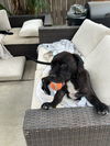adoptable Dog in  named Bella