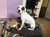 adoptable Dog in  named Gizmo