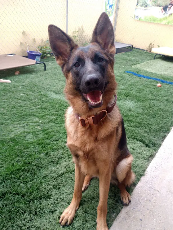 Athena - German Shepherd Dog