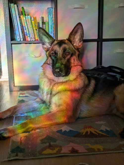 ATHENA - German Shepherd Dog available for adoption