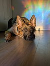 Athena - Photo 3