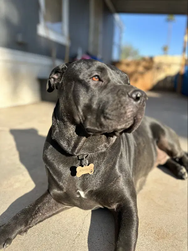 Muneca - Rottweiler