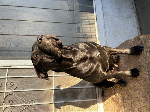 MUNECA - Rottweiler / Pit Bull Terrier available for adoption