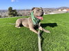 Gracie - Photo 5