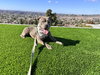 Gracie - Photo 3