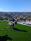 Gracie - Photo 6