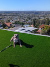Gracie - Photo 4