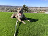 Gracie - Photo 2
