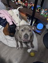 adoptable Dog in  named Gracie