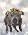 Gracie - Photo 1