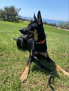 adoptable Dog in  named Maze