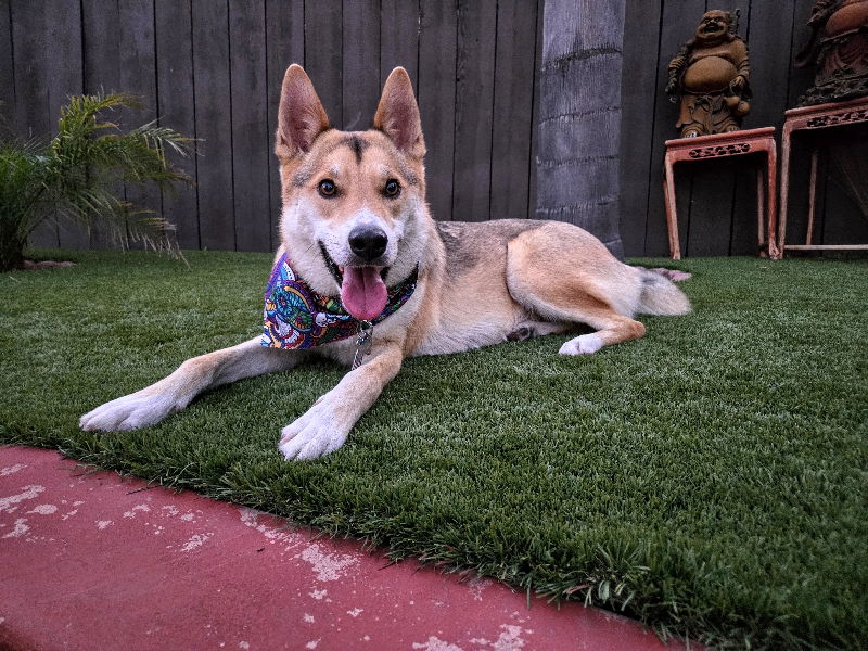 adoptable Dog in San Diego, CA named Maximus