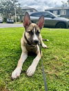 adoptable Dog in  named Luna