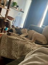 Luna - Photo 2