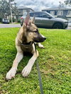 Luna - Photo 3