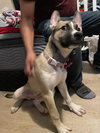 Luna - Photo 4