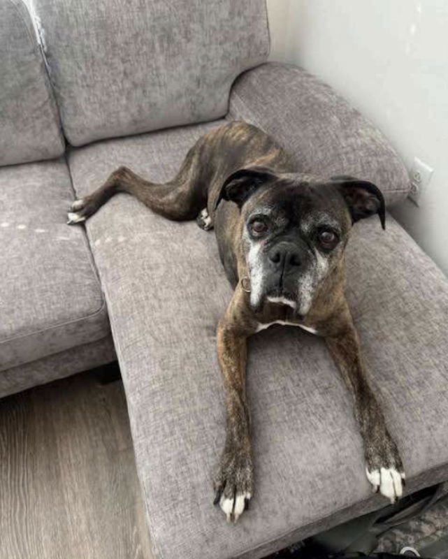 adoptable Dog in San Diego, CA named Leo