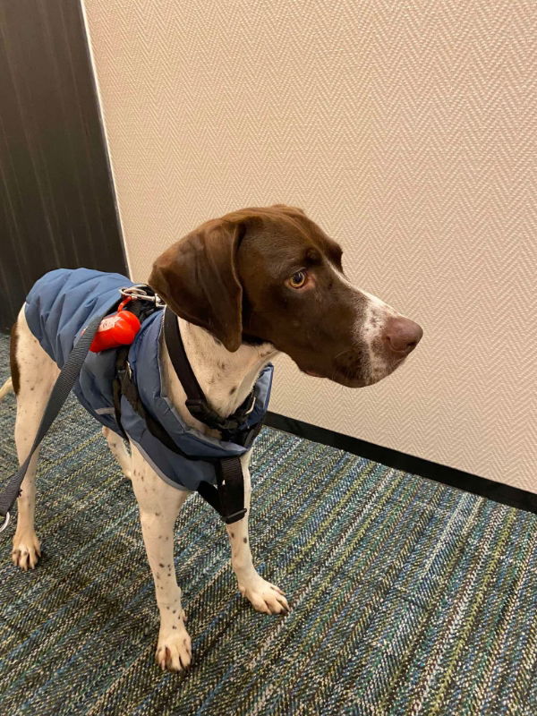 adoptable Dog in San Diego, CA named Marvel