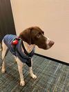 adoptable Dog in  named Marvel