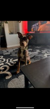 Bear - Photo 1