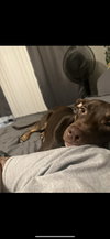 Bear - Photo 2