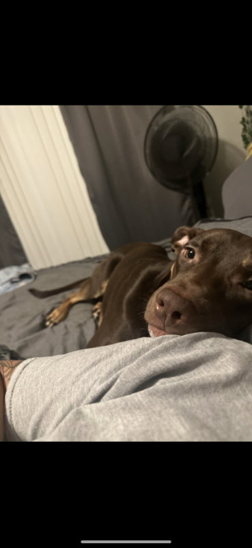 BEAR - German Pinscher / Australian Kelpie available for adoption