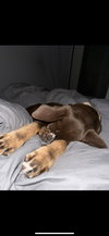 Bear - Photo 3