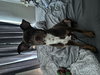 Bear - Photo 4