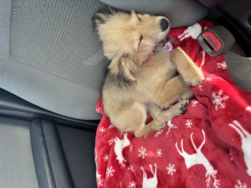 picture of the dog needing adoption