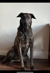 Xena - Photo 2