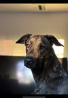 Xena - Photo 3