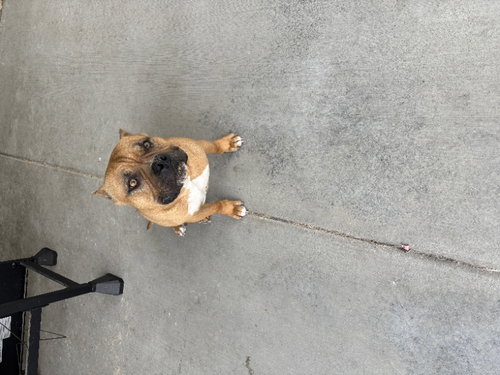 MOONEY - American Bulldog / Terrier available for adoption