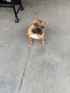 adoptable Dog in  named Mooney