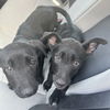 adoptable Dog in  named Kiara and Nala