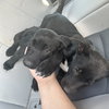 Kiara and Nala - Photo 2